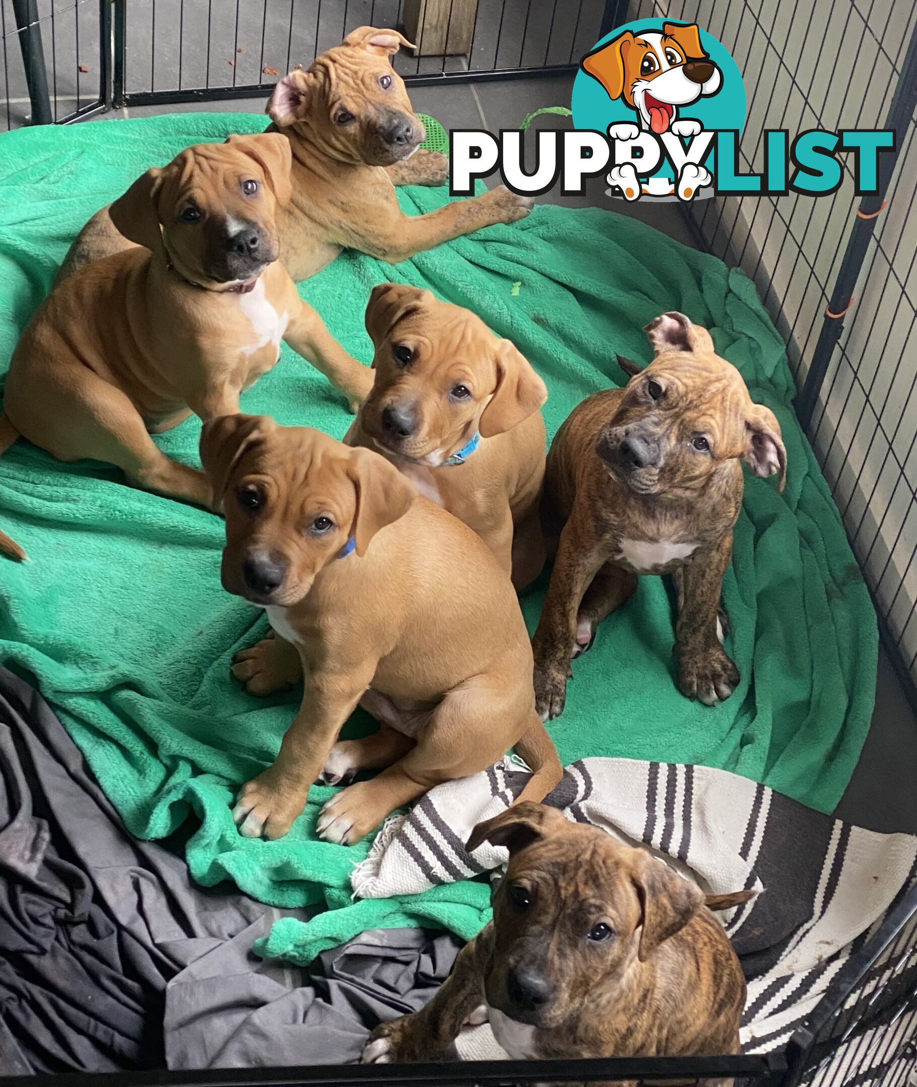 Gorgeous Staffy x puppies - ready to go