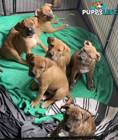 Gorgeous Staffy x puppies - ready to go