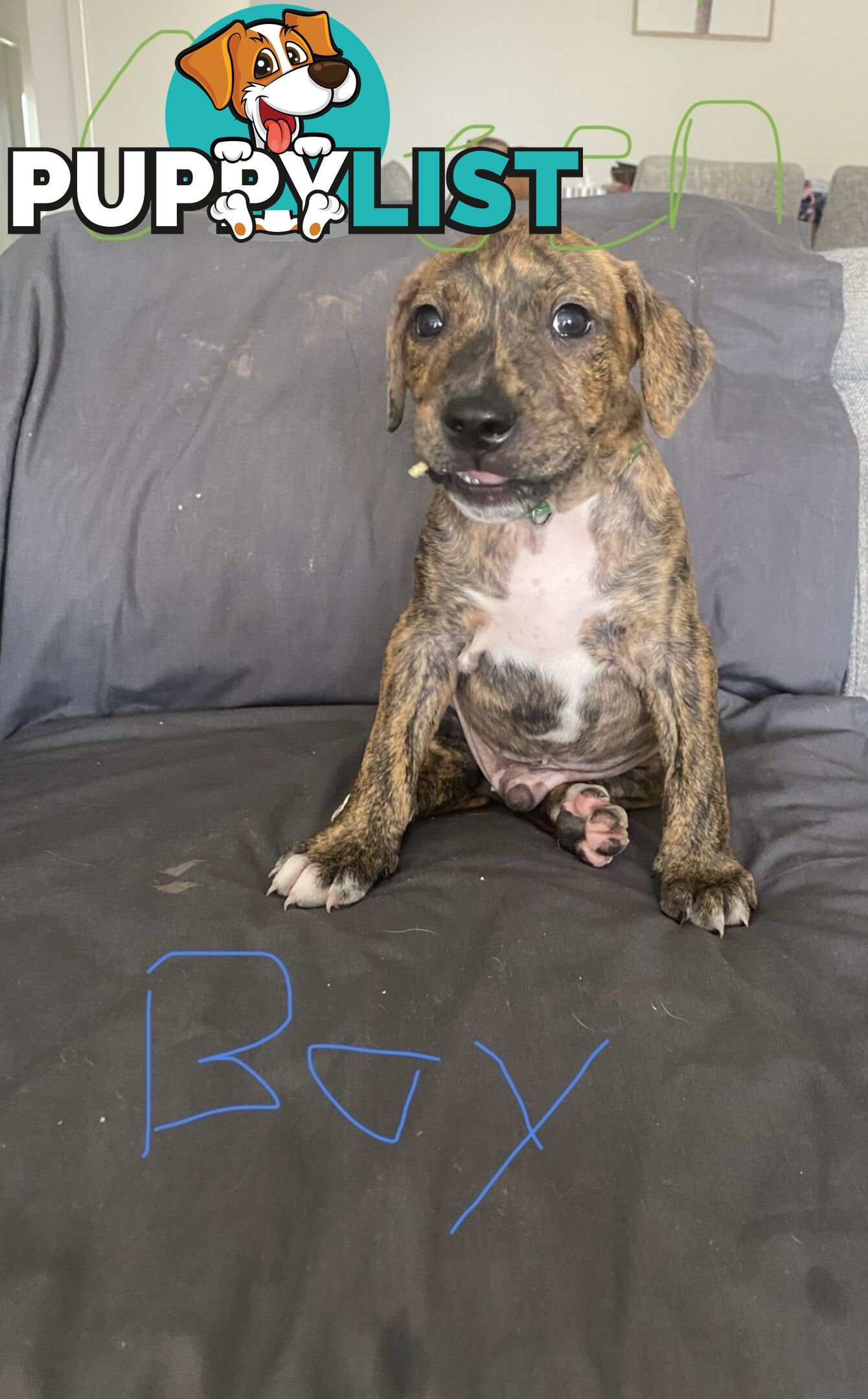 Gorgeous Staffy x puppies - ready to go