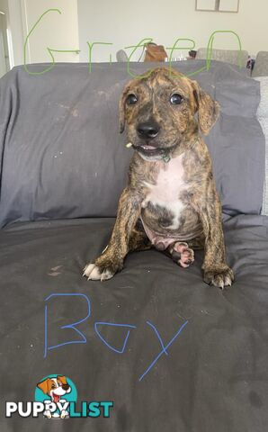 Gorgeous Staffy x puppies - ready to go