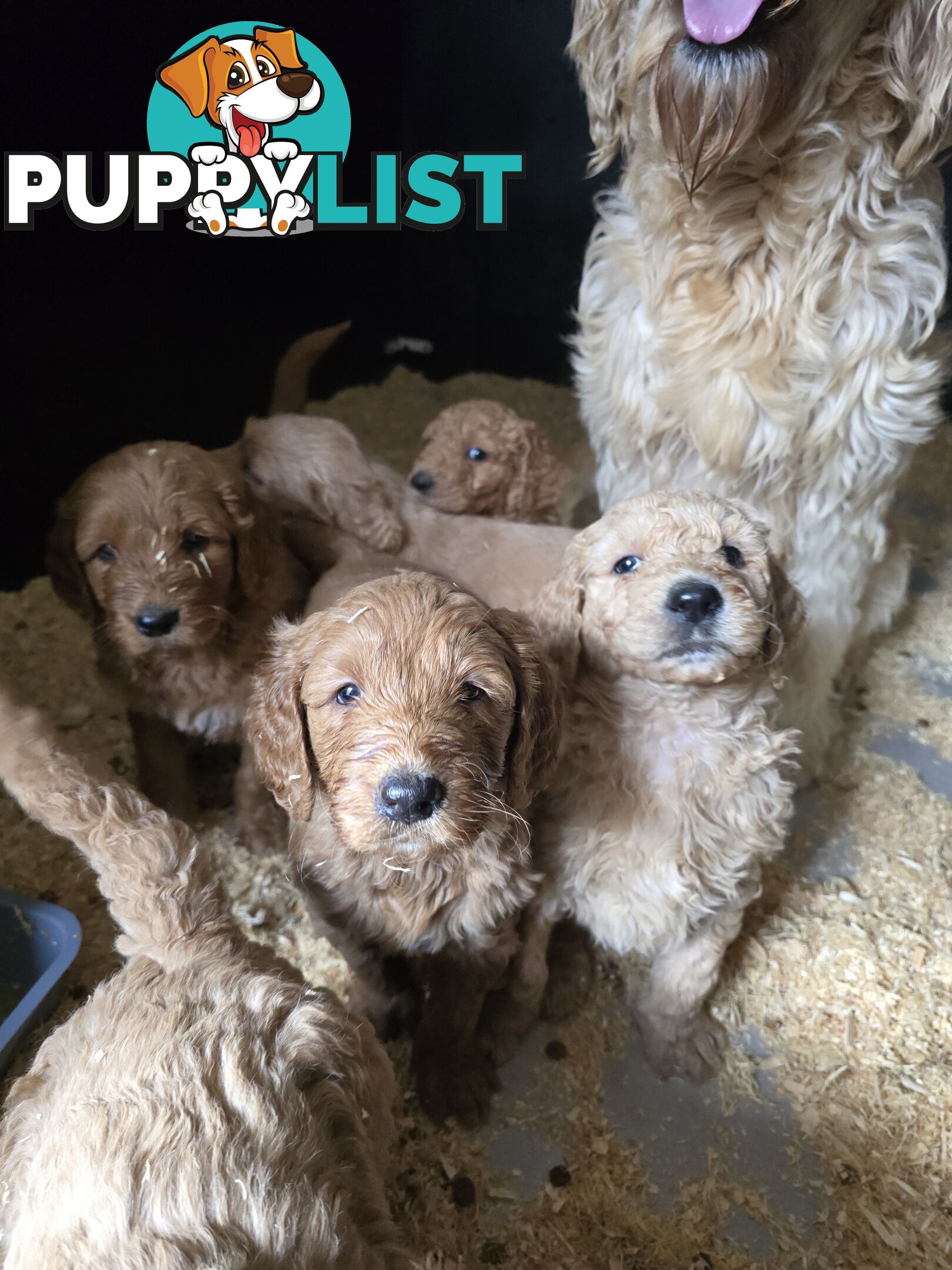 Groodle F1b Male pups available 1 August