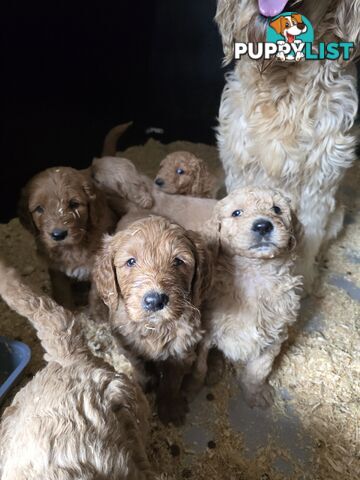 Groodle F1b Male pups available 1 August