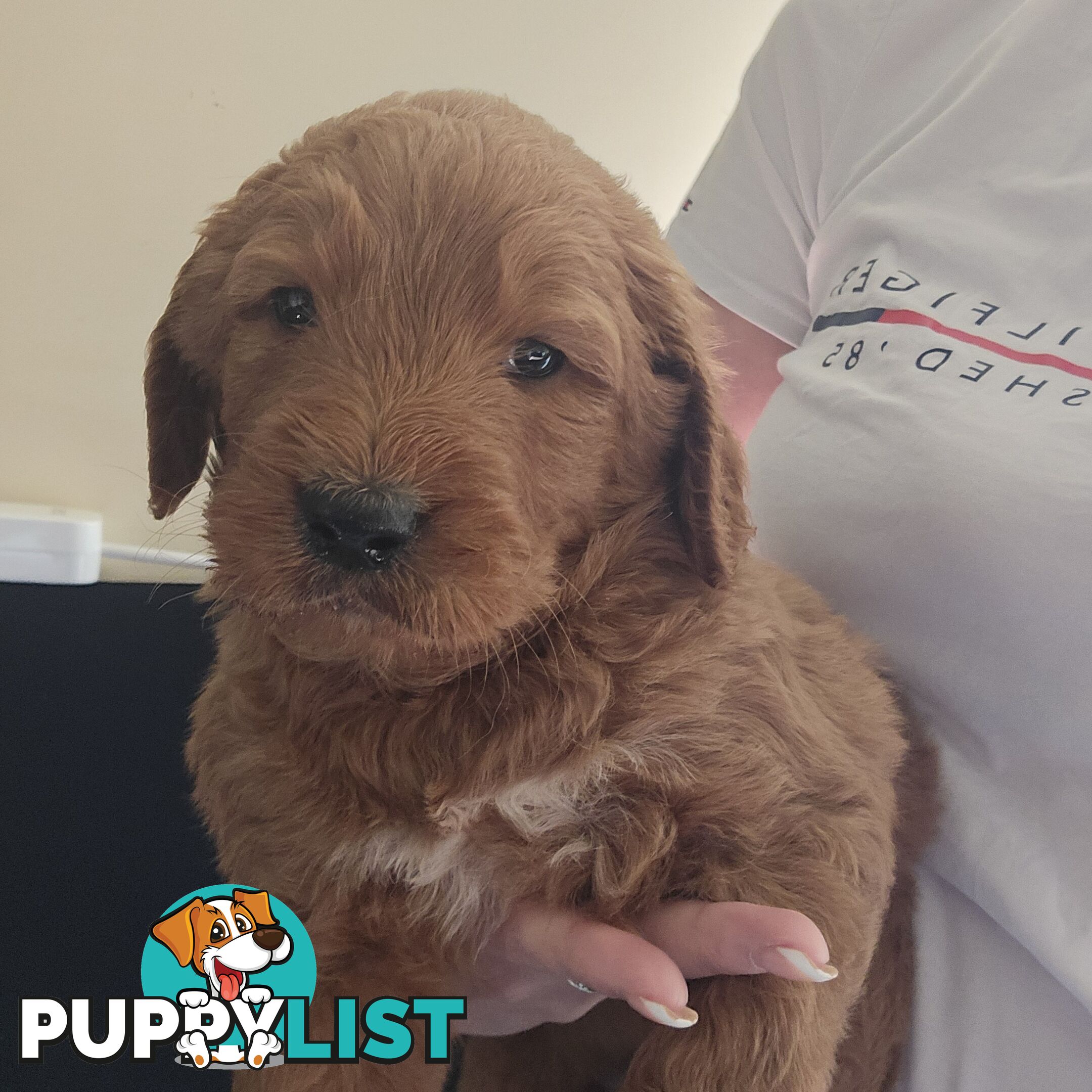 Groodle F1b Male pups available 1 August