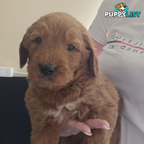 Groodle F1b Male pups available 1 August