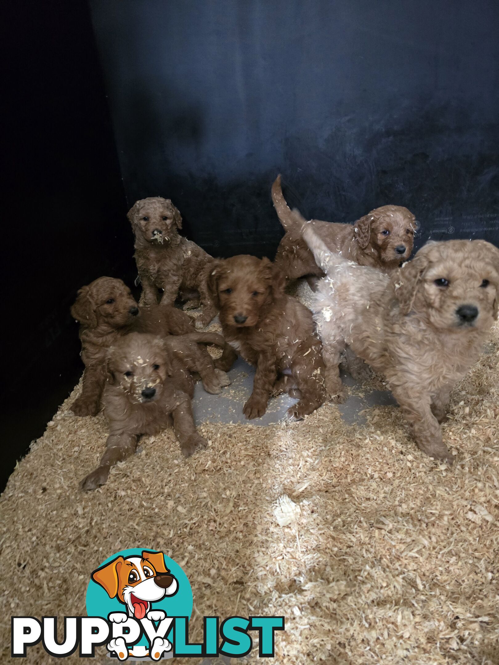 Groodle F1b Male pups available 1 August