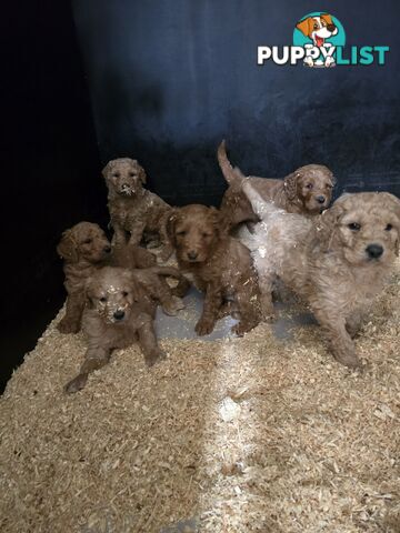 Groodle F1b Male pups available 1 August