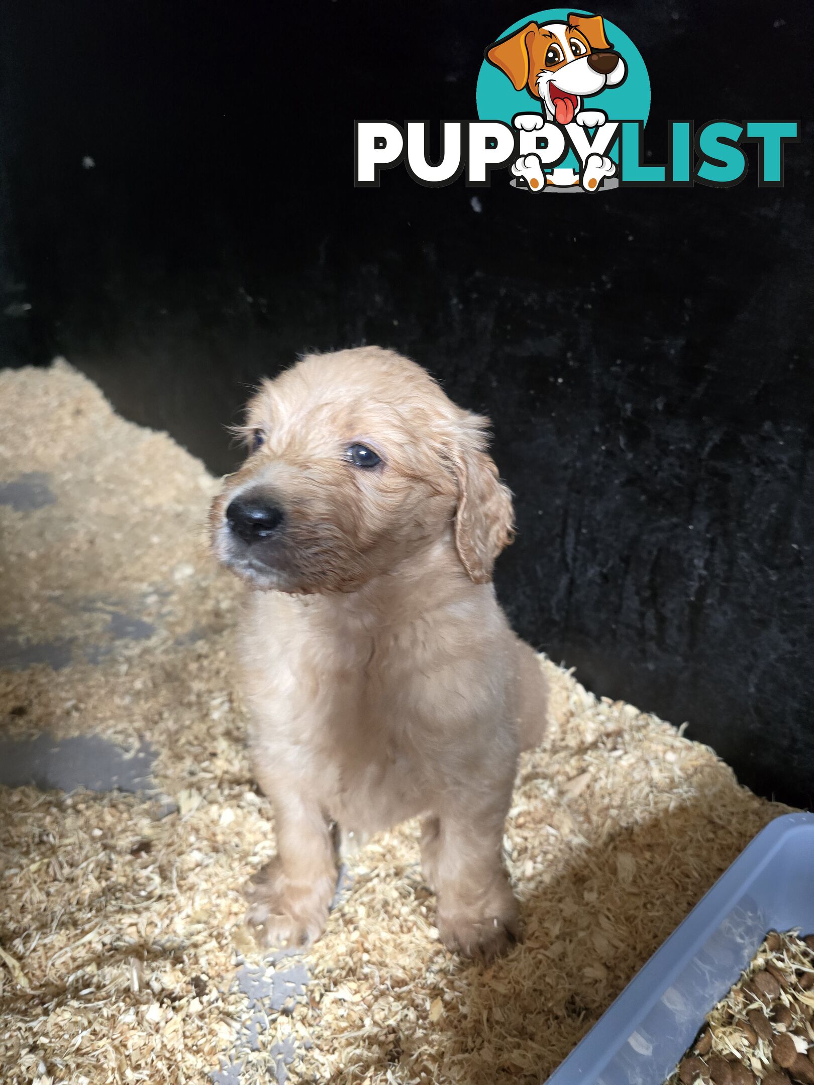 Groodle F1b Male pups available 1 August
