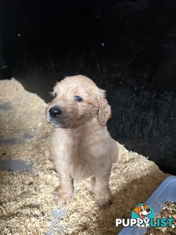 Groodle F1b Male pups available 1 August