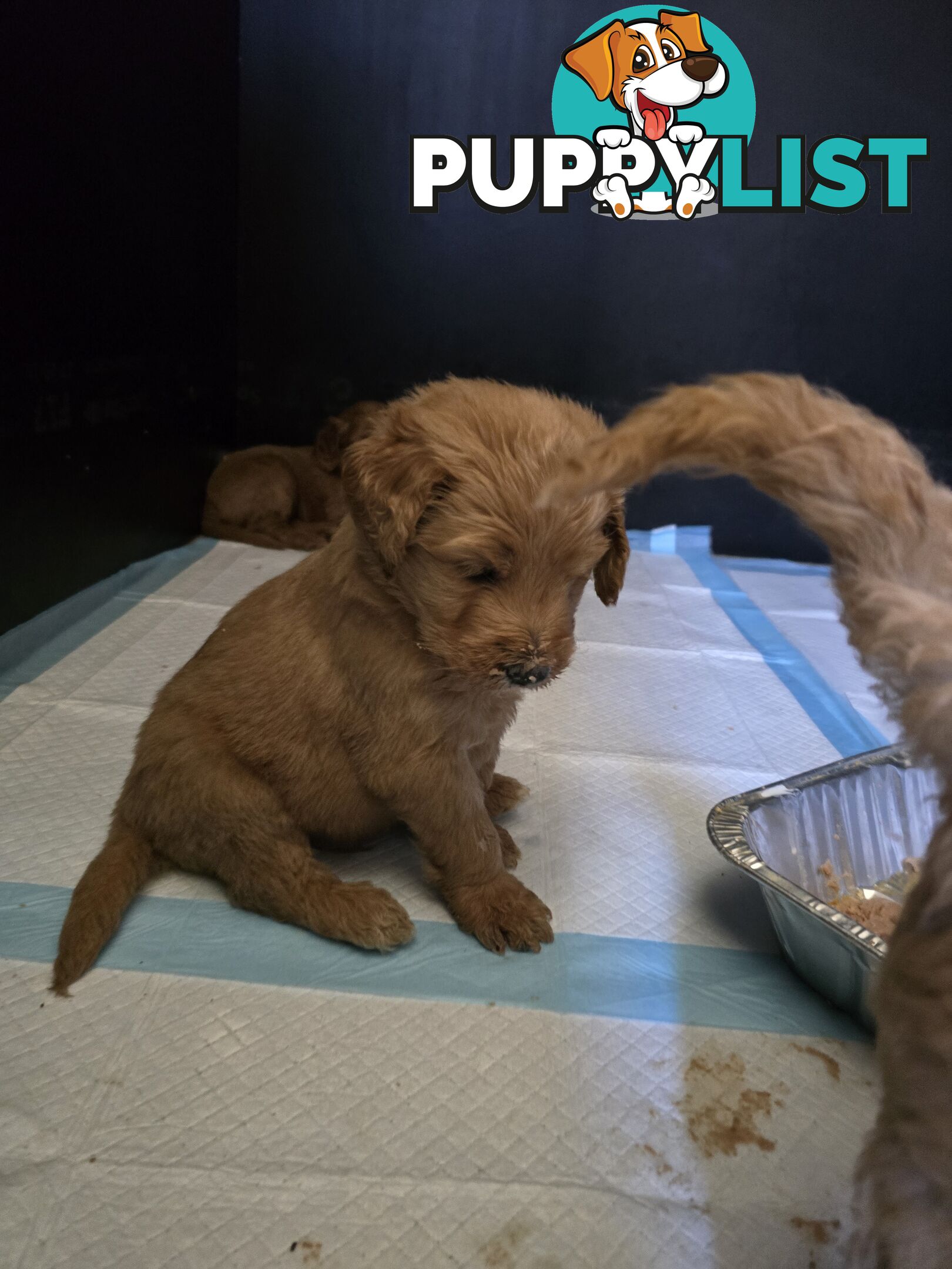 Groodle F1b Male pups available 1 August