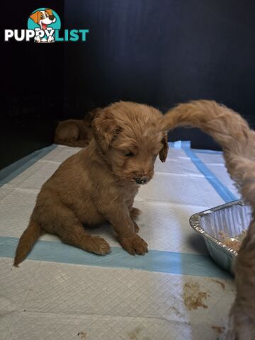 Groodle F1b Male pups available 1 August