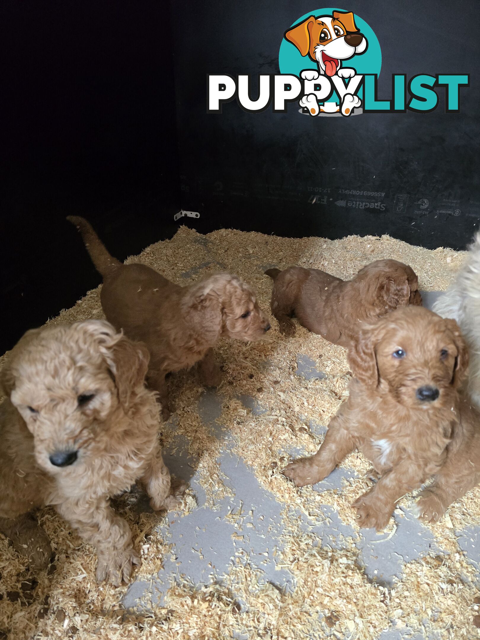 Groodle F1b Male pups available 1 August