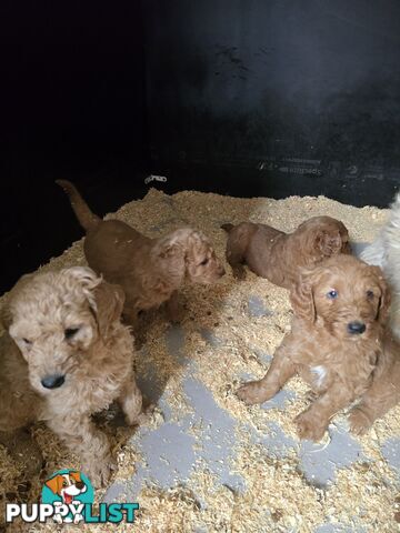 Groodle F1b Male pups available 1 August