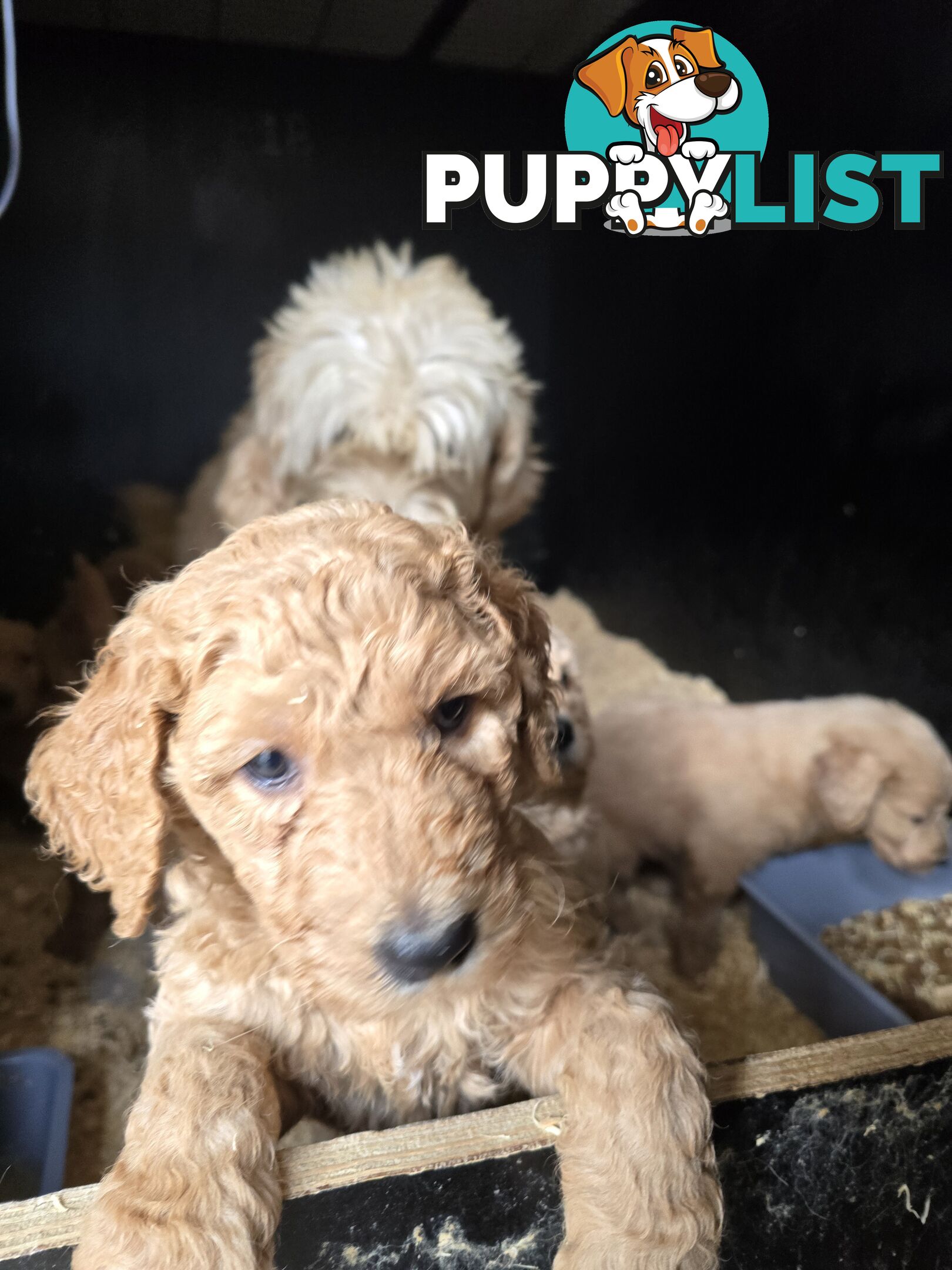 Groodle F1b Male pups available 1 August