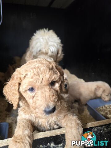 Groodle F1b Male pups available 1 August