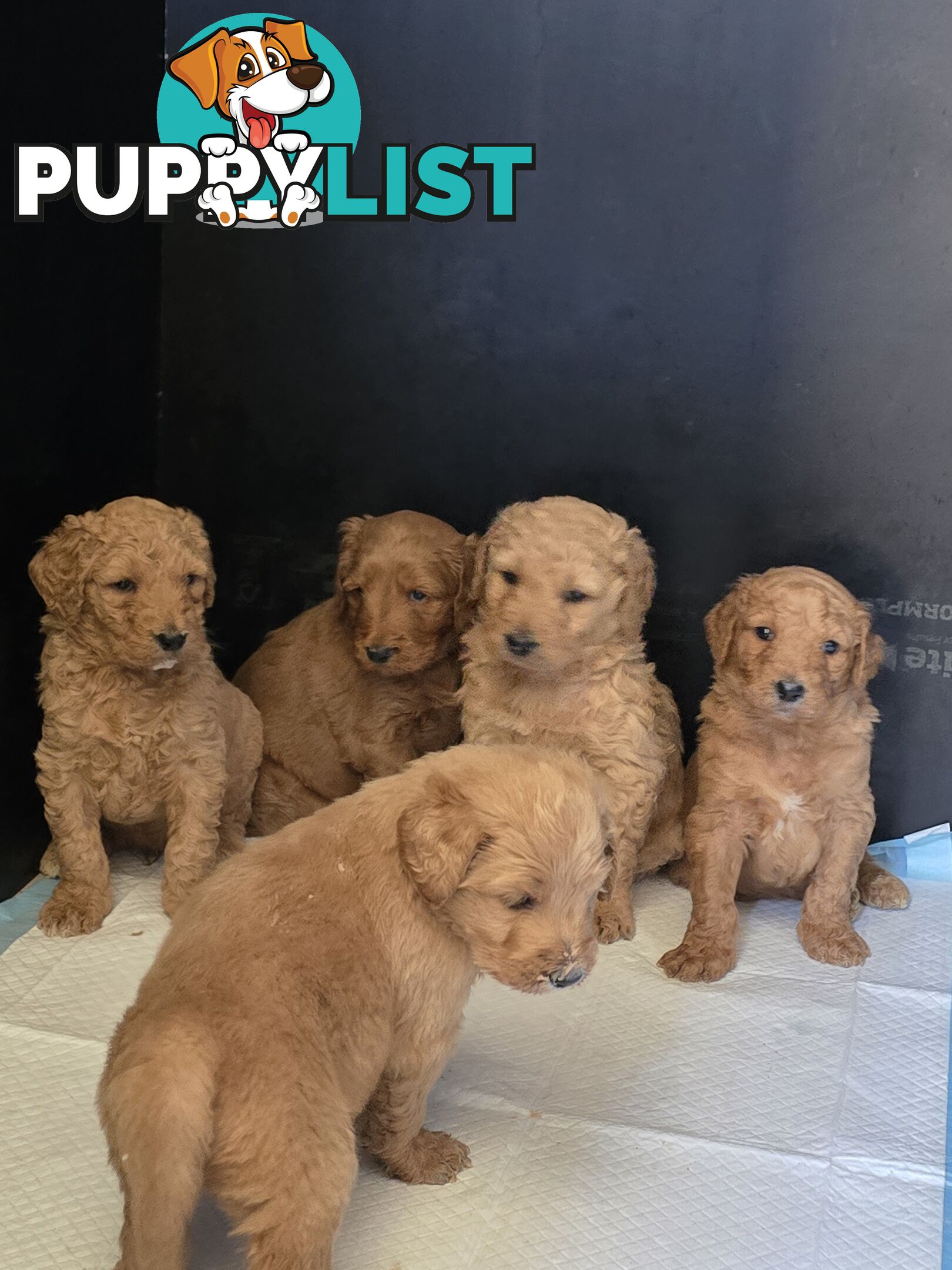 Groodle F1b Male pups available 1 August