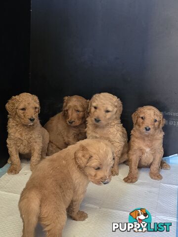 Groodle F1b Male pups available 1 August