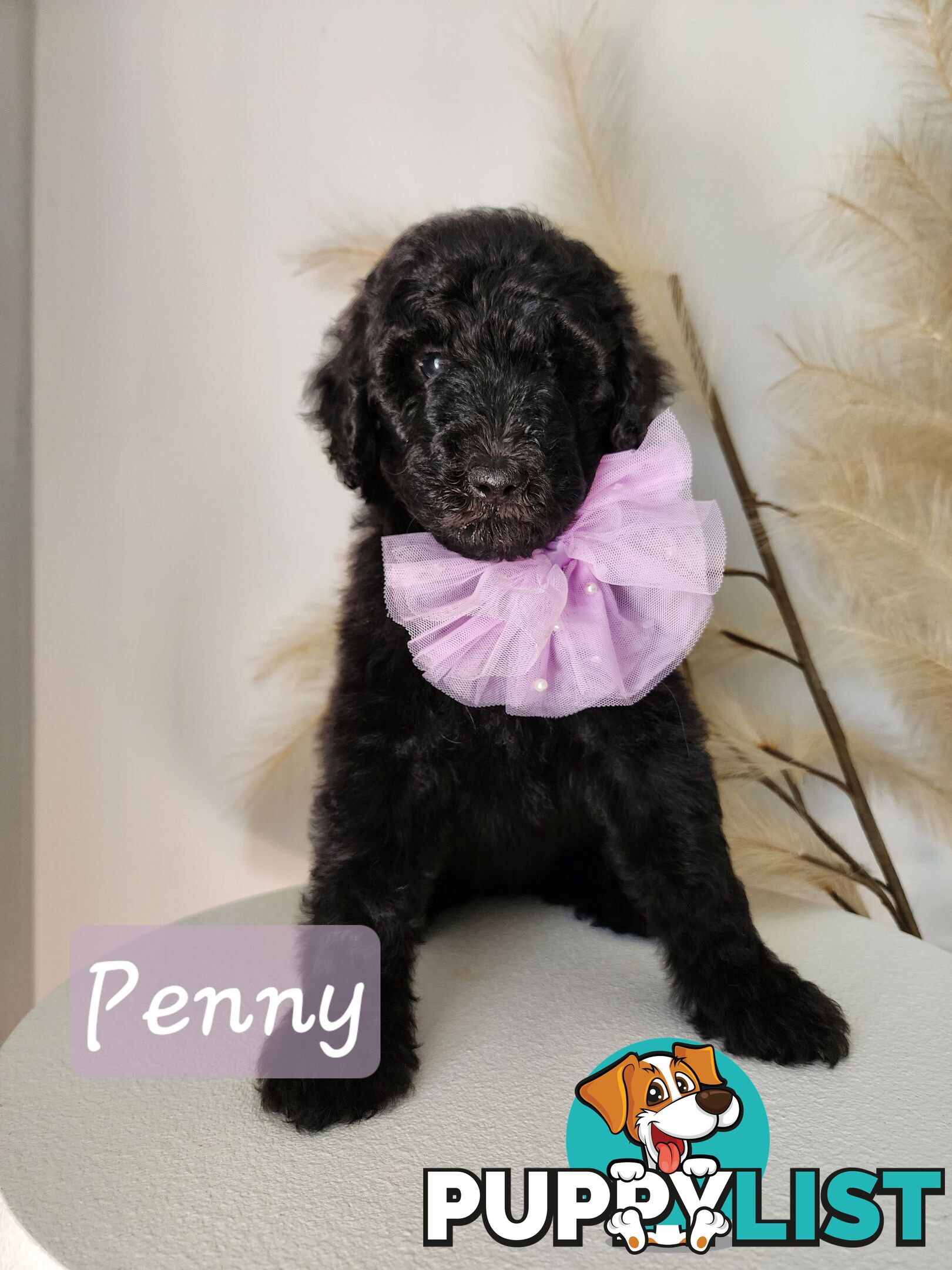 Purebred Standard Poodles - Rightpaw verified