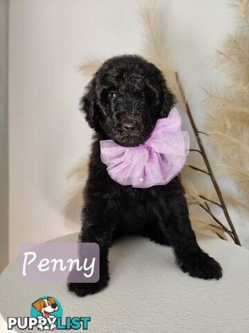 Purebred Standard Poodles - Rightpaw verified