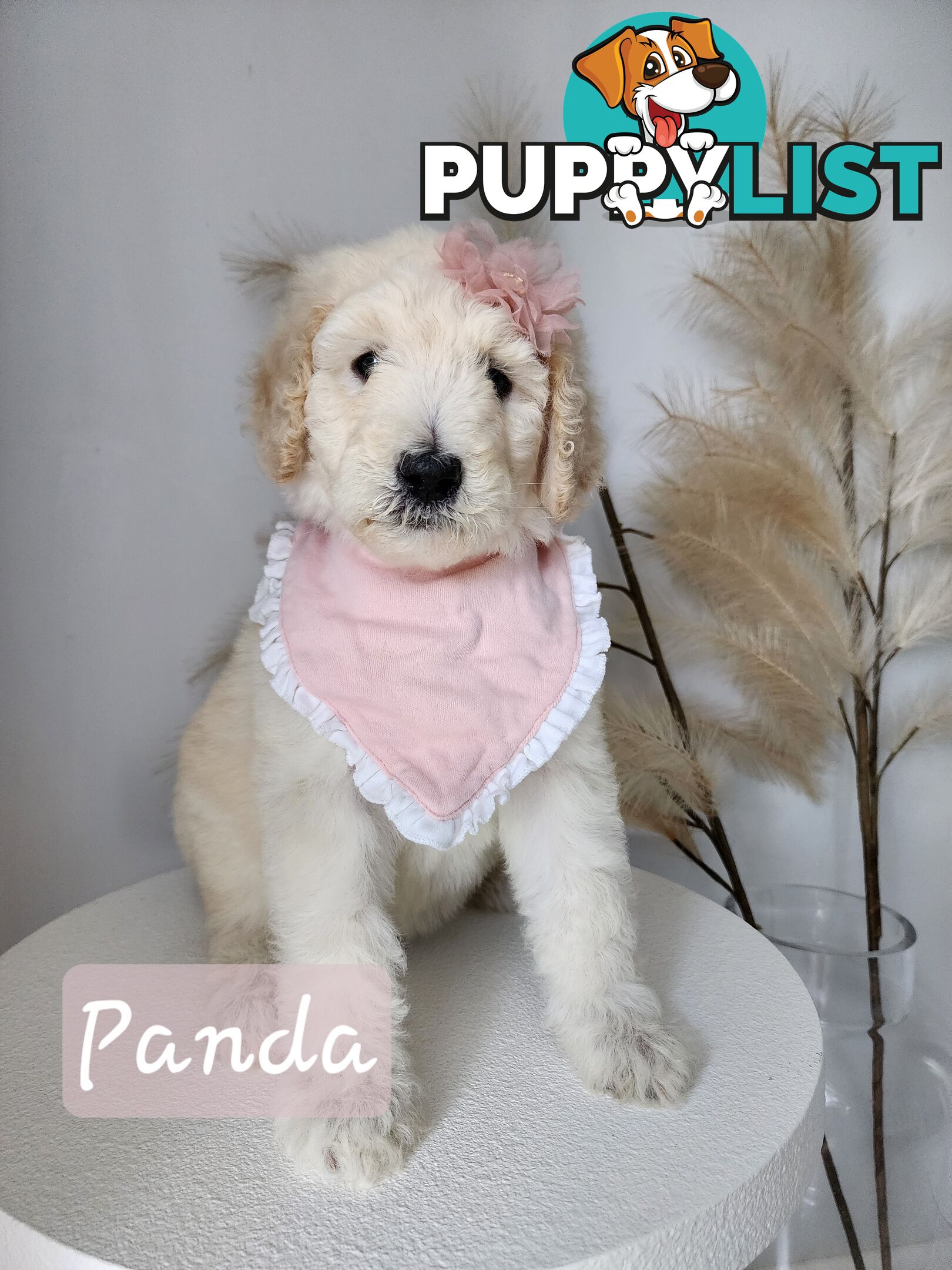 Purebred Standard Poodles - Rightpaw verified