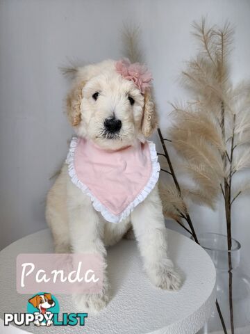 Purebred Standard Poodles - Rightpaw verified