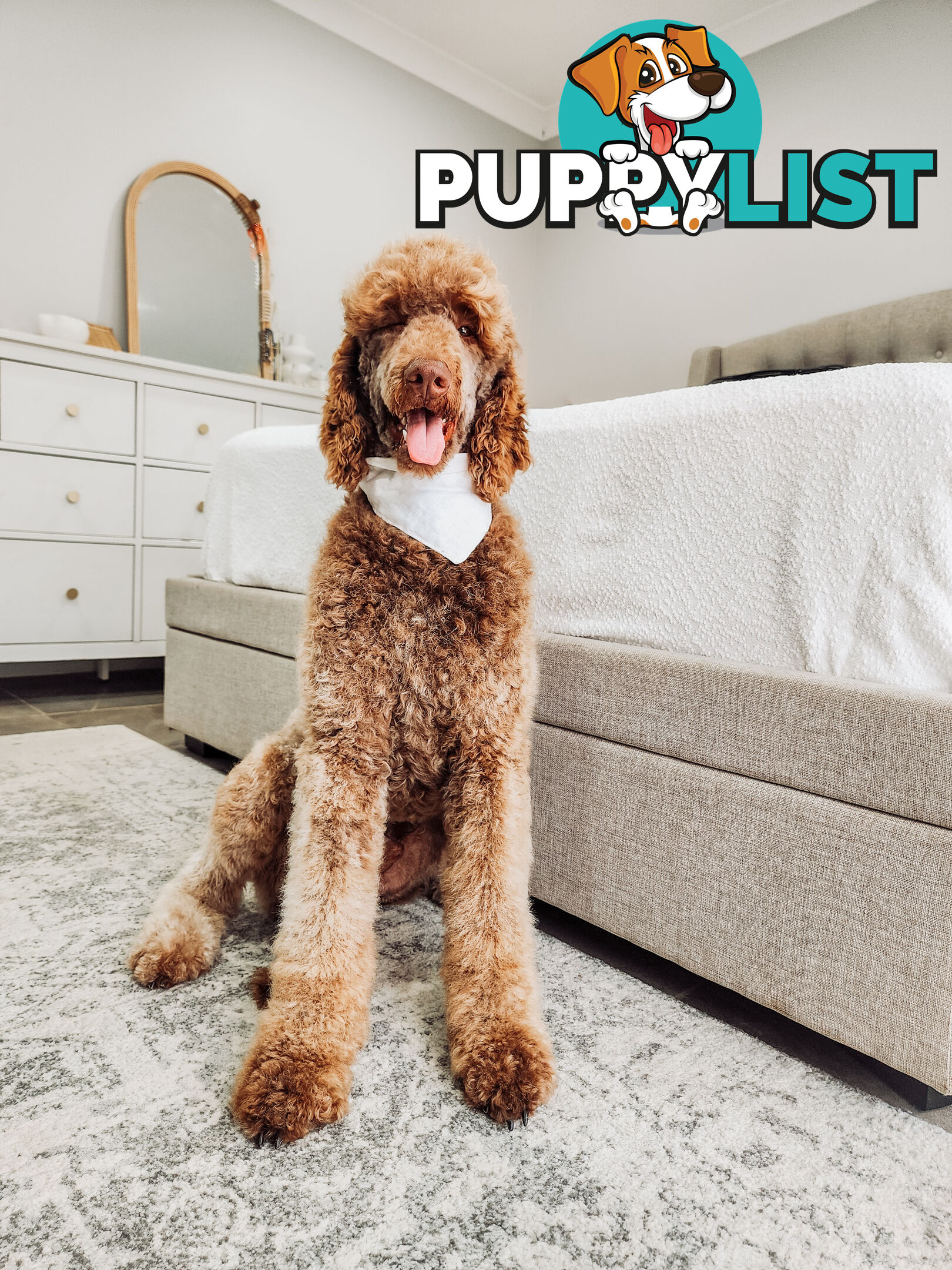 Purebred Standard Poodles - Rightpaw verified