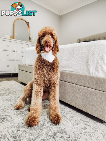 Purebred Standard Poodles - Rightpaw verified