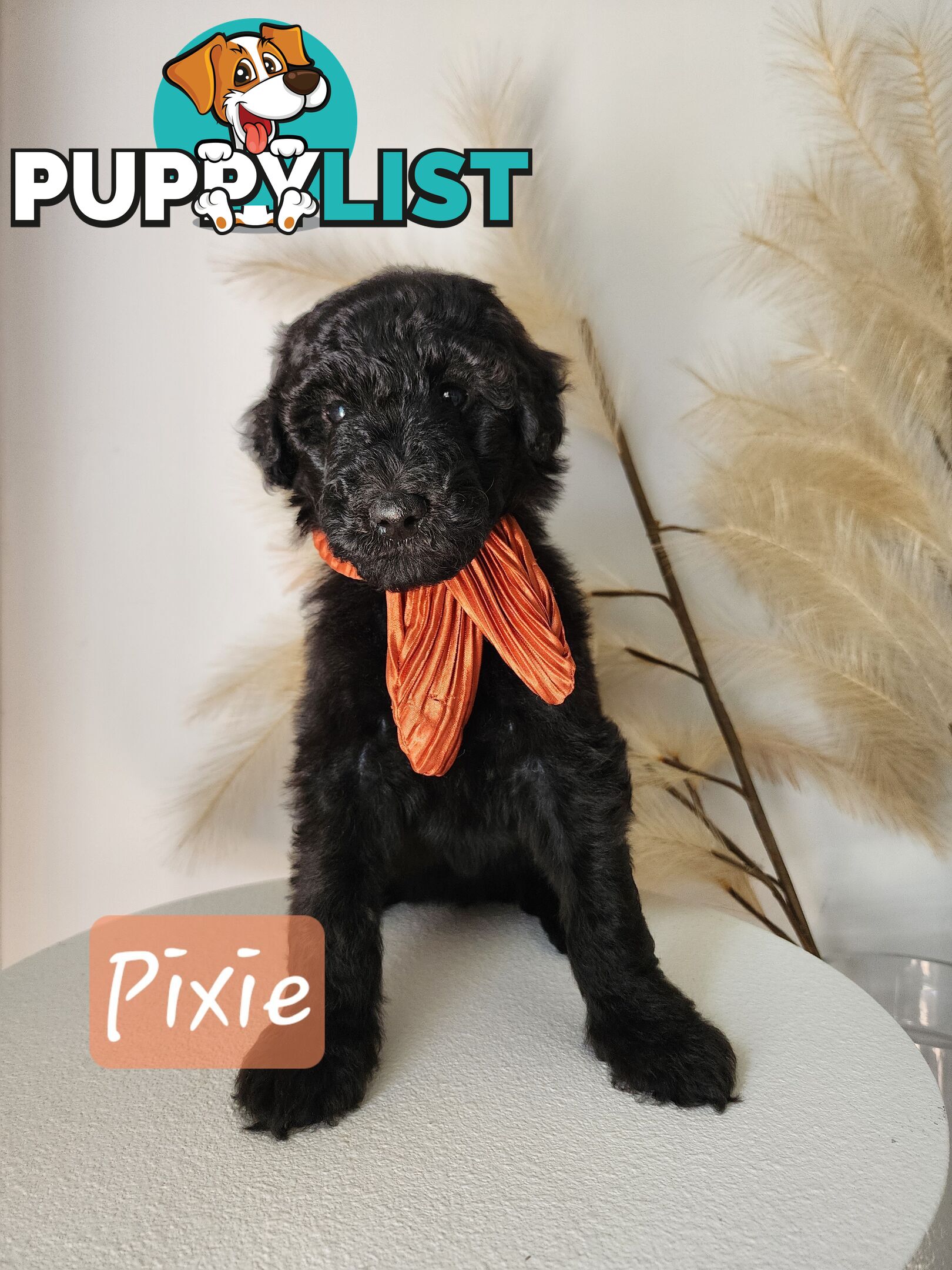 Purebred Standard Poodles - Rightpaw verified