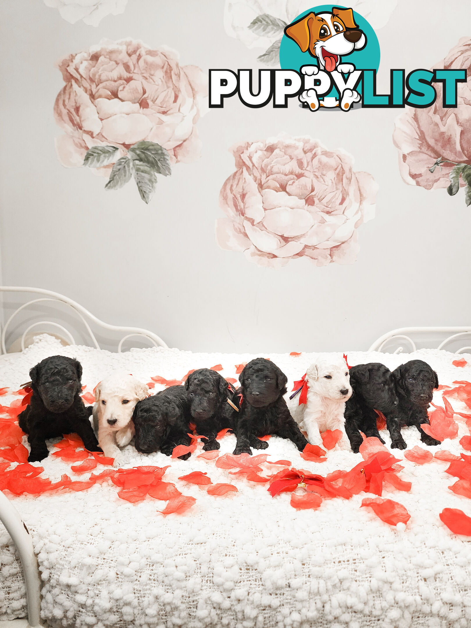 Purebred Standard Poodles - Rightpaw verified