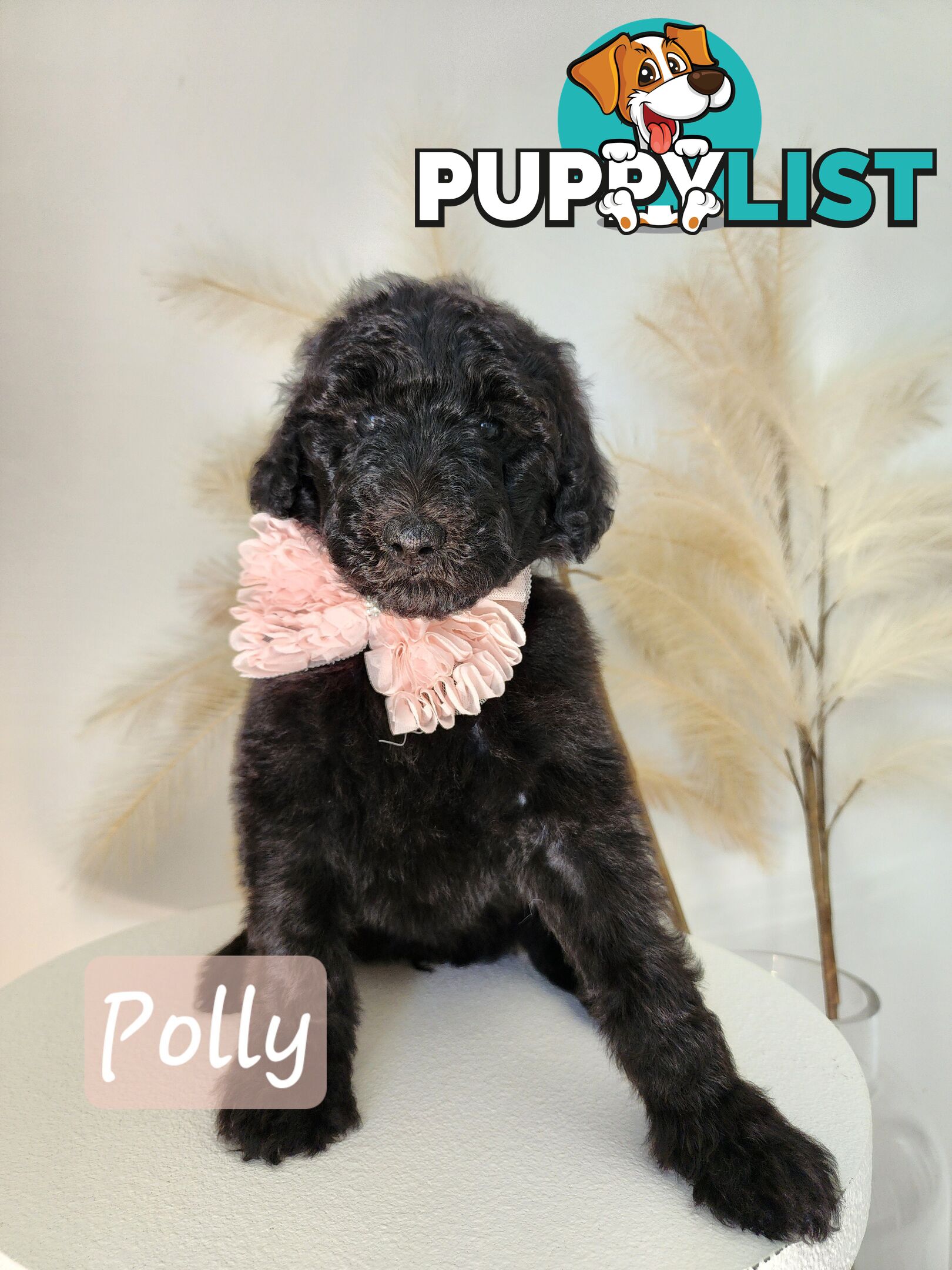 Purebred Standard Poodles - Rightpaw verified