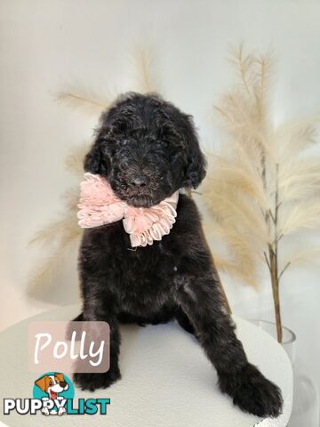 Purebred Standard Poodles - Rightpaw verified