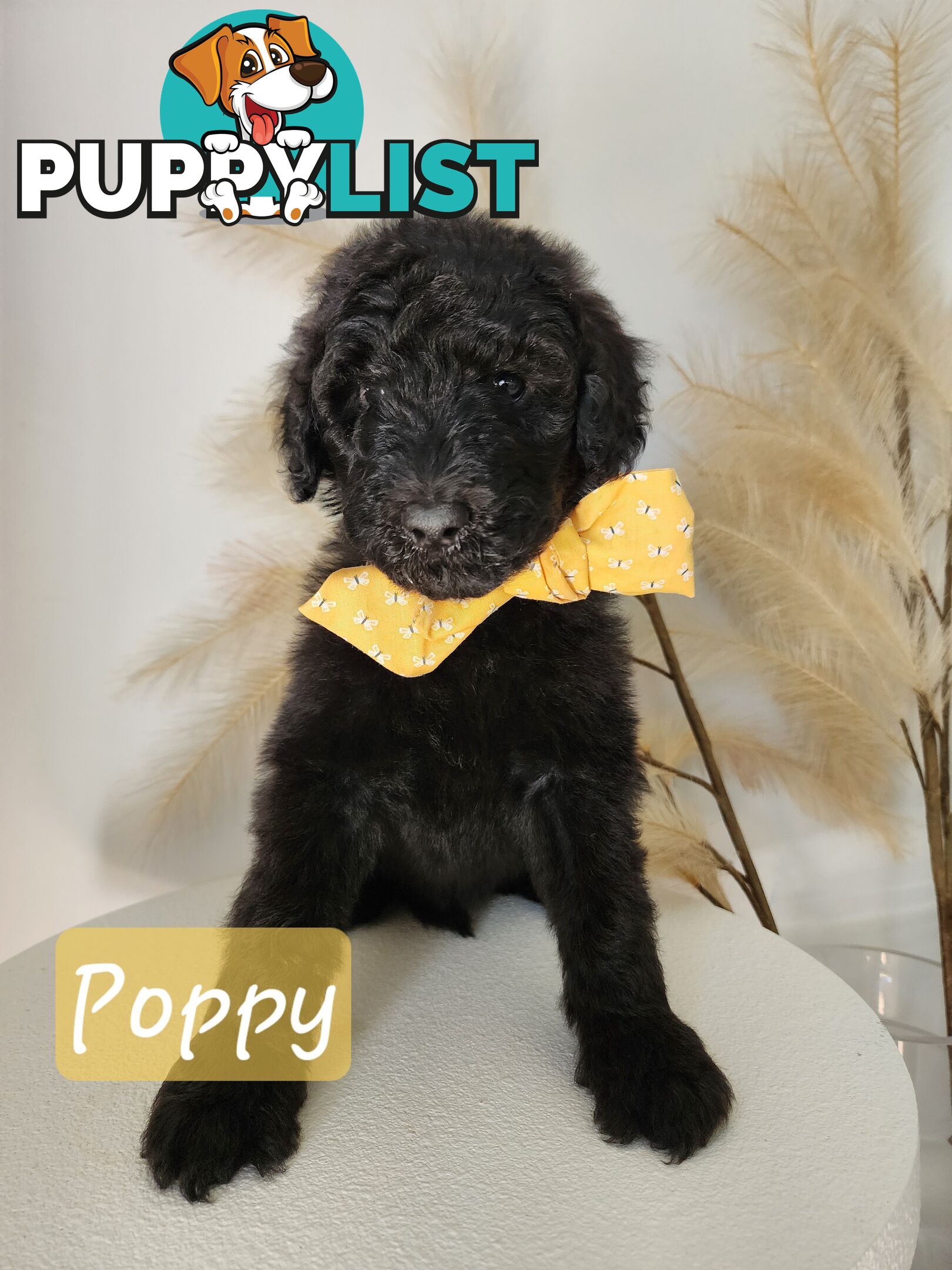 Purebred Standard Poodles - Rightpaw verified