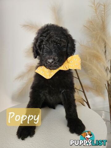 Purebred Standard Poodles - Rightpaw verified