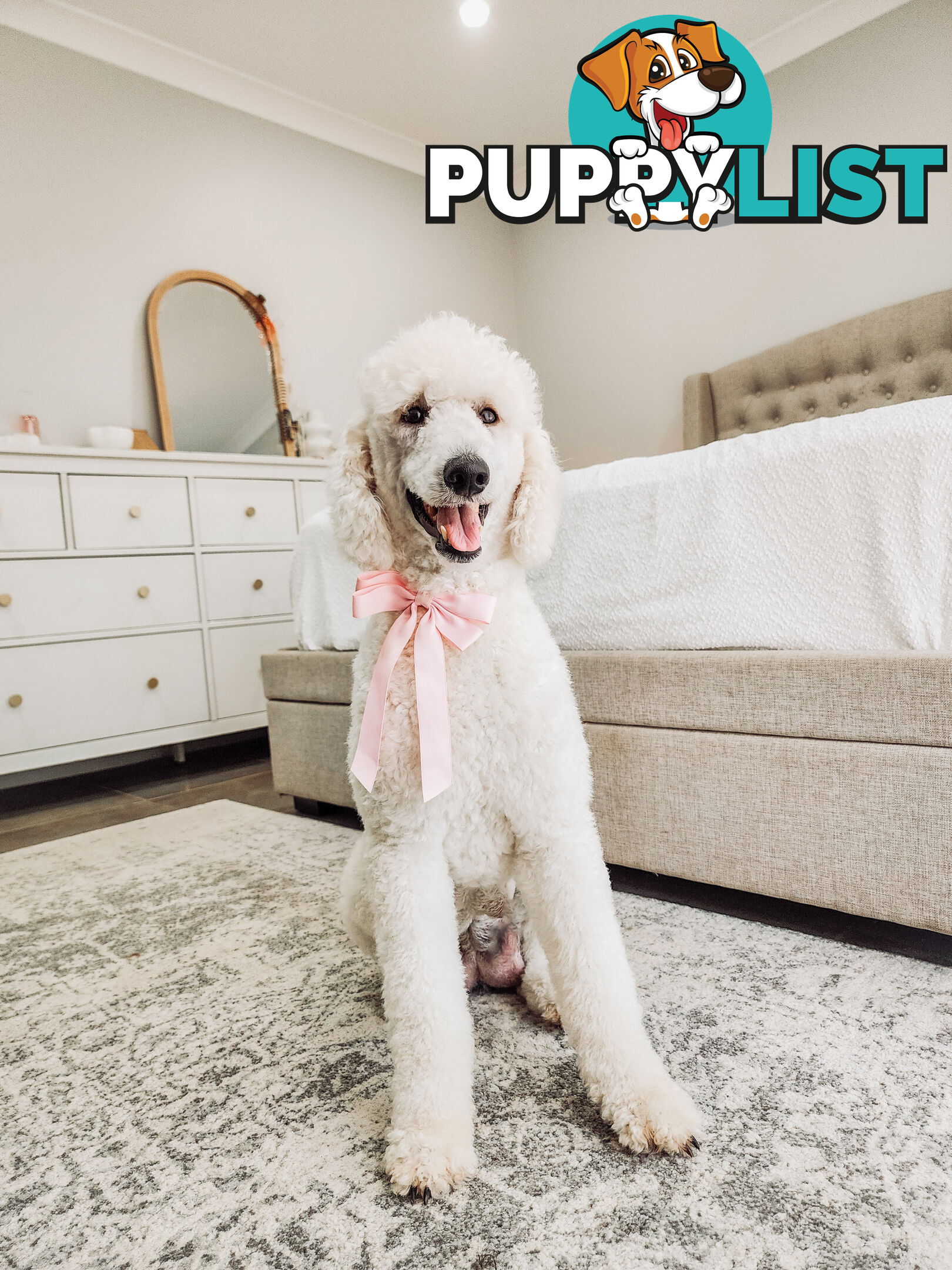 Purebred Standard Poodles - Rightpaw verified