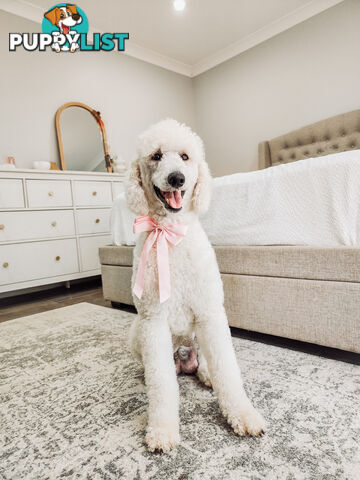 Purebred Standard Poodles - Rightpaw verified