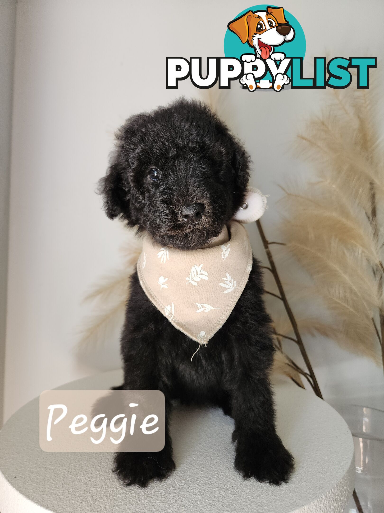 Purebred Standard Poodles - Rightpaw verified