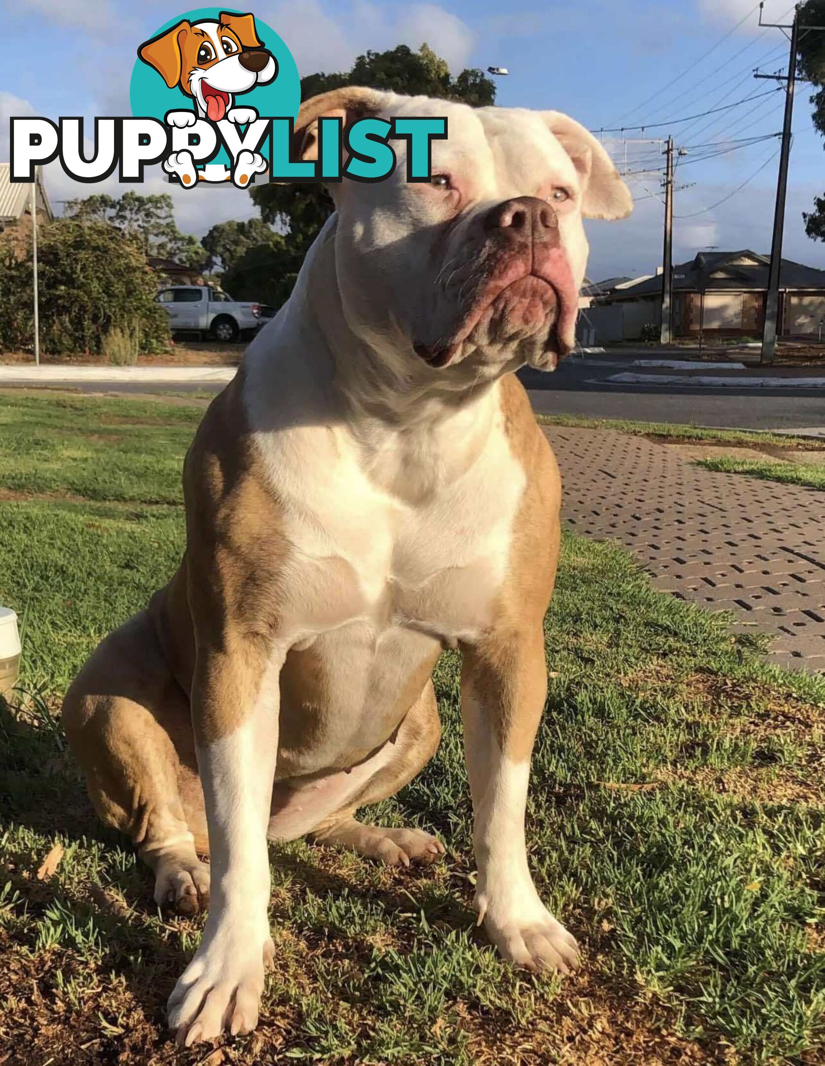 American Bulldog Puppies