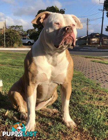 American Bulldog Puppies