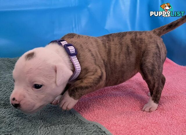 American Bulldog Puppies