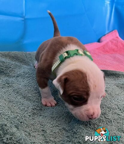 American Bulldog Puppies