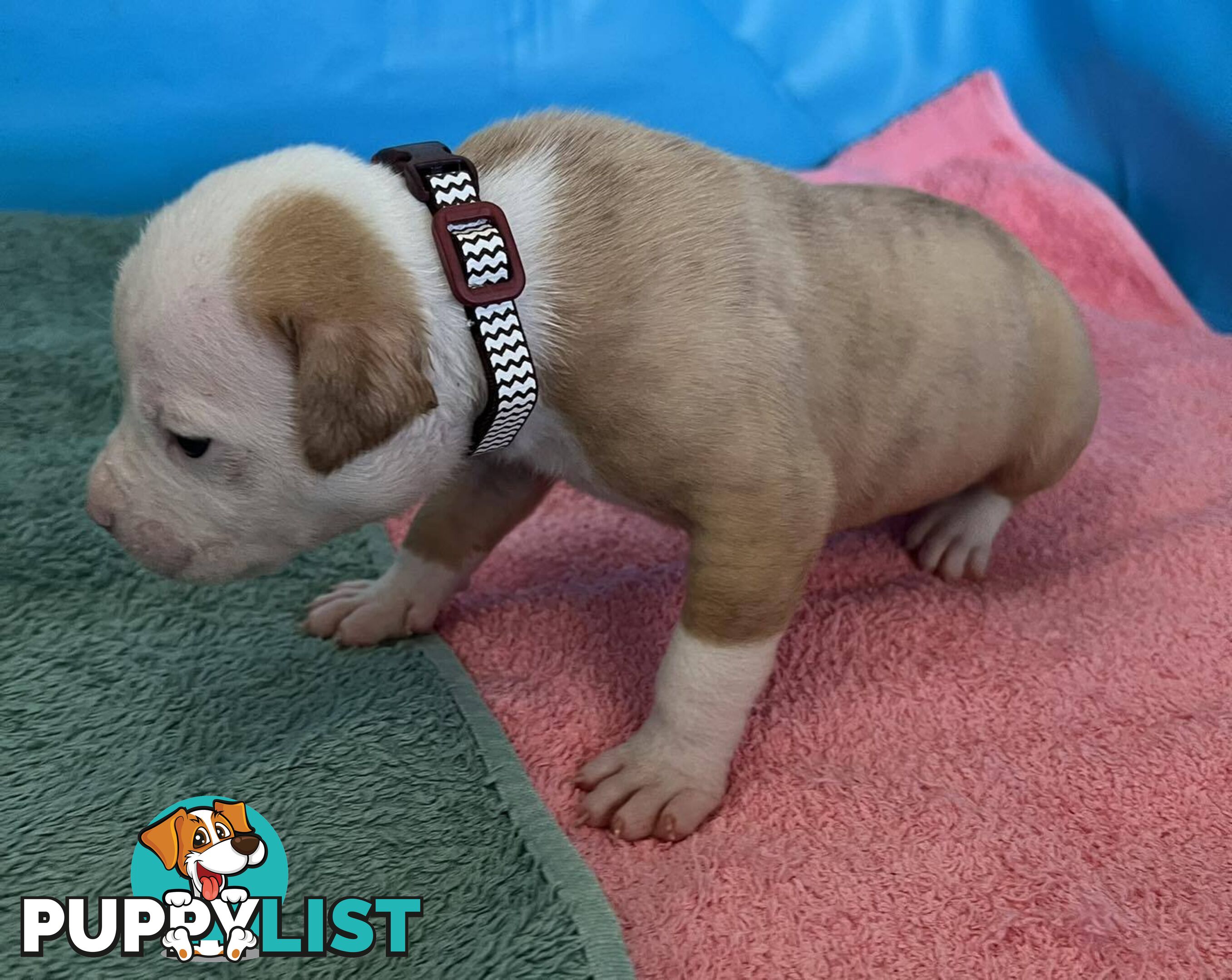 American Bulldog Puppies