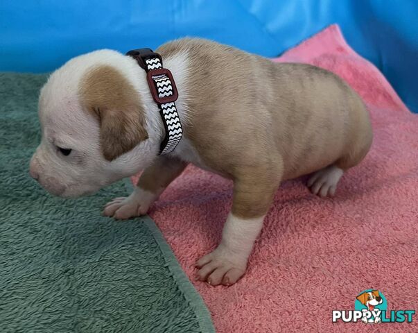 American Bulldog Puppies