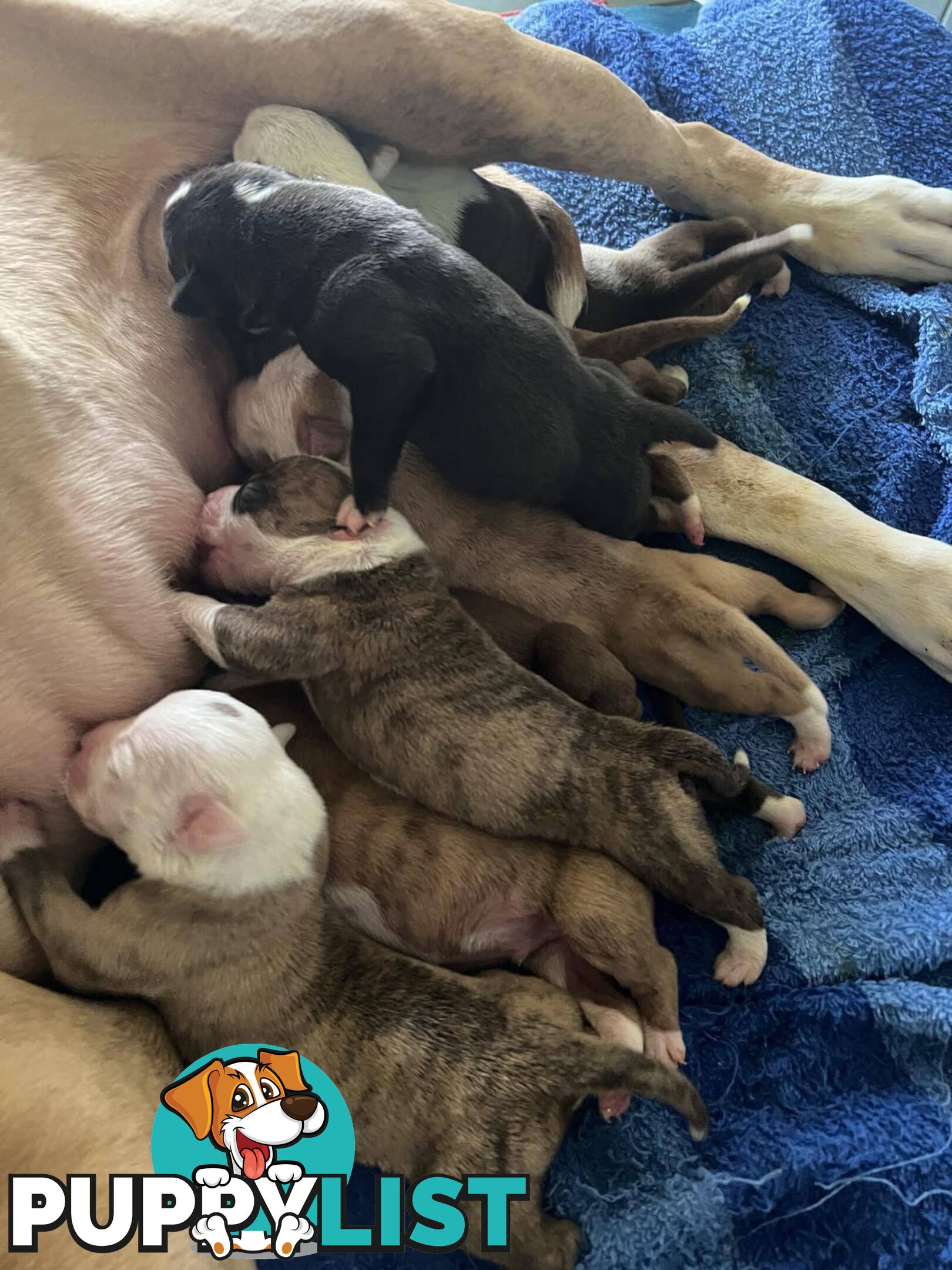 American Bulldog Puppies