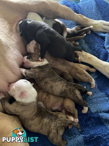 American Bulldog Puppies