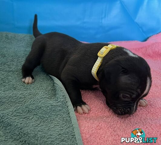 American Bulldog Puppies