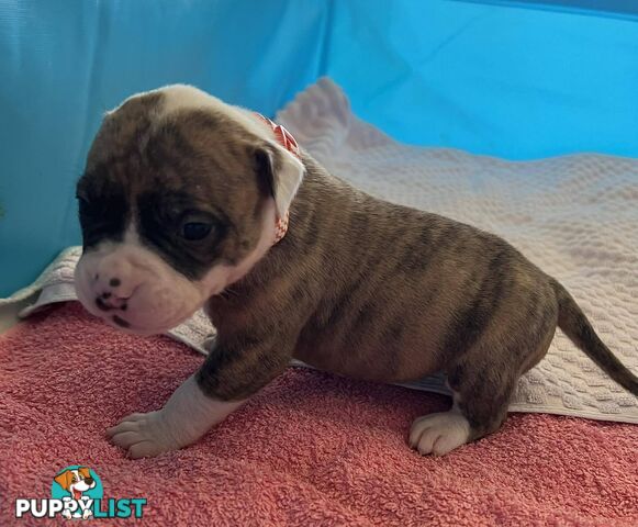 American Bulldog Puppies