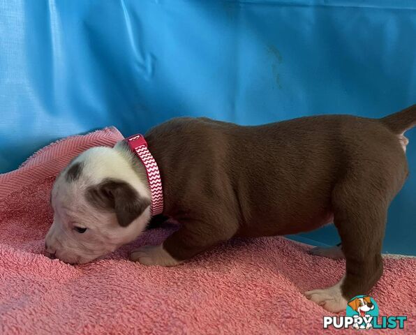 American Bulldog Puppies