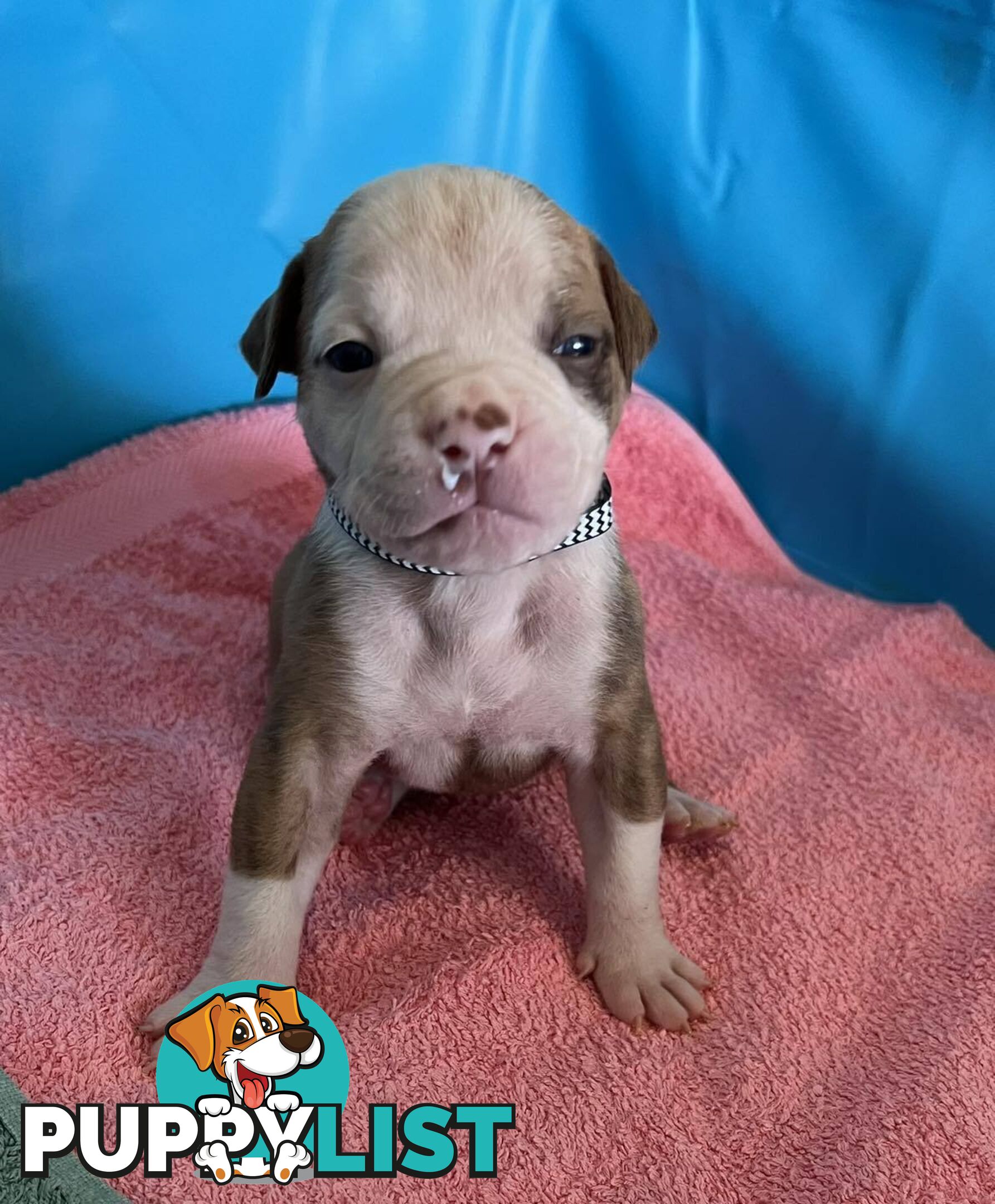 American Bulldog Puppies