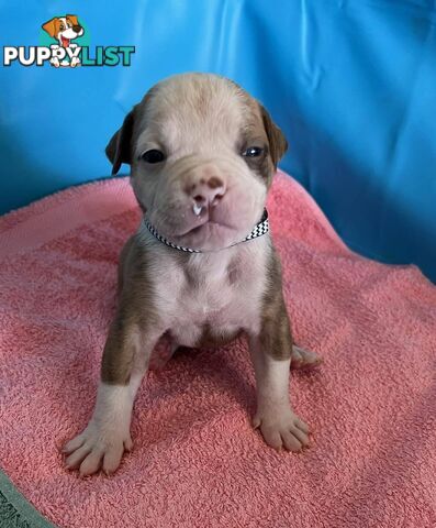 American Bulldog Puppies