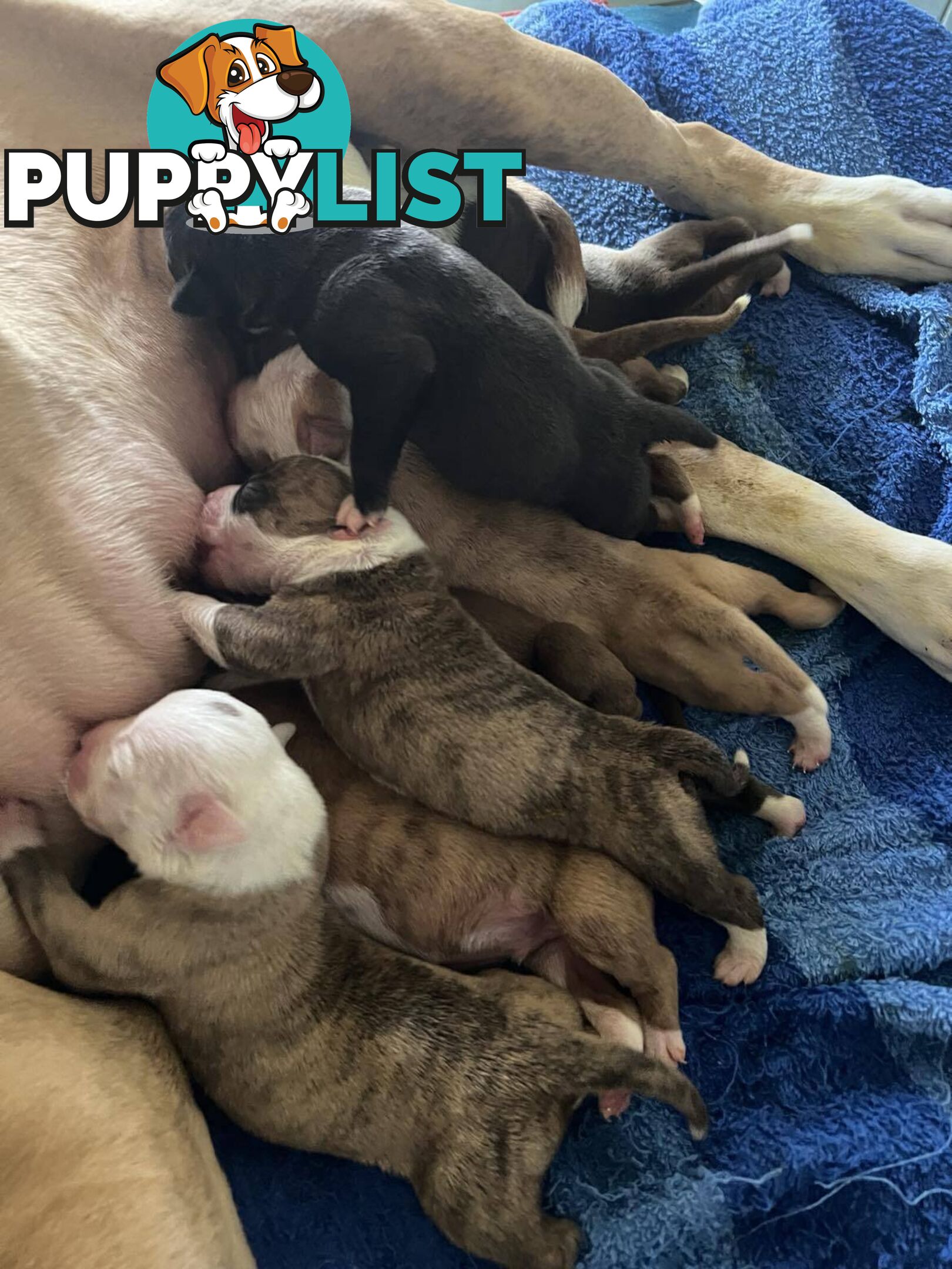 American Bulldog Puppies