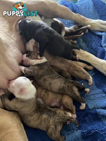 American Bulldog Puppies